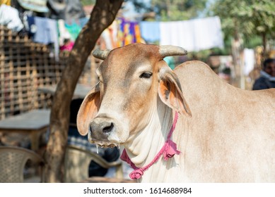 Red Indian Cow In India. The Cow Is Drooling. The Pink Bell.