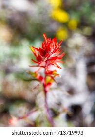 Red indian paintbrush in the early spring.