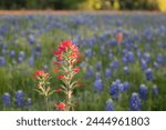 A red Indian Paintbrush flower (Castilleja coccinea) stands out among a sprawling field of bluebonnets (Lupinus texensis or Texas lupine). 