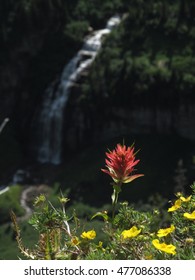 Red Indian Paintbrush flower with waterfall in background at Glacier National Park in northern Montana