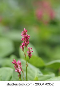 Red indigo plant flowers bloom 
 - Shutterstock ID 2003470352