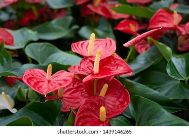 red inflorescence of Anthurium plants