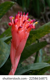 The red inflorescence of the bromeliad Billbergia pyramidalis, viewed from the side, a cluster of scarlet flowers with bluish tips bursting out of red bracts, in nature,  - Shutterstock ID 2258616871