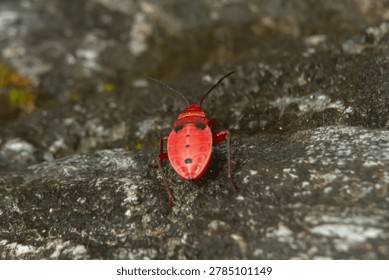 Red insect shield bug true bug macro close up black spot stone nature outdoor rough rock surface, small red shield bug with black spots and antennae, detailed macro wildlife texture with soft