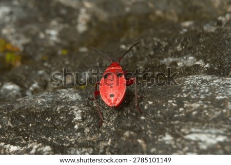 Red insect shield bug true bug macro close up black spot stone nature outdoor rough rock surface, small red shield bug with black spots and antennae, detailed macro wildlife texture with soft