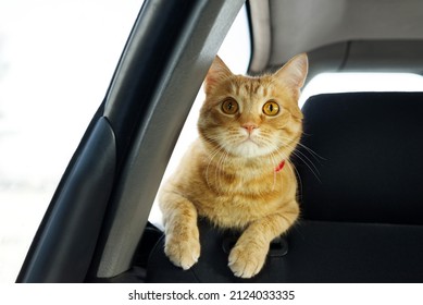 Red Interested Cat Near The Window On The Back Of The Seat Rides In The Car