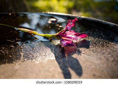 red iris in sunset and puddle