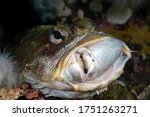 Red Irish lord, Hemilepidotus hemilepidotus eating a Spotted Ratfish, Hydrolagus colliei
