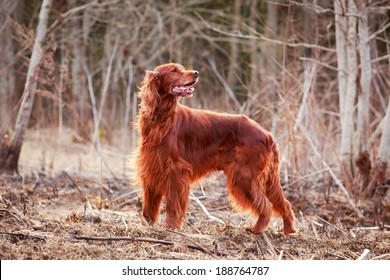 Red Irish Setter Dog