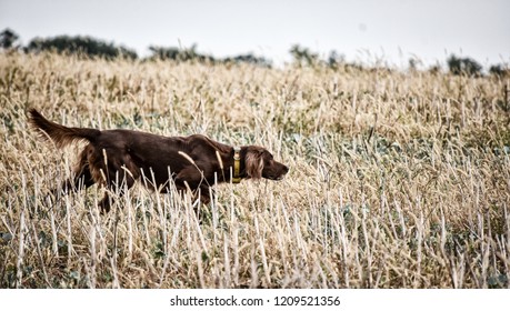 Fotos Imagenes Y Otros Productos Fotograficos De Stock Sobre Dog