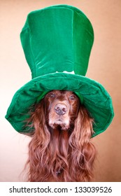 Red Irish Setter Dog In Green Hat