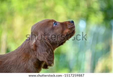 Red irish setter dog head portrait on nature