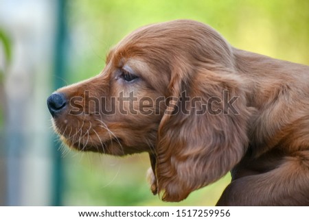 Red irish setter dog head portrait on nature