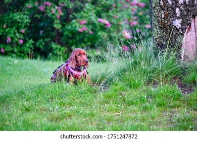 Red Irish Setter Dog On The Green Gras In The Park General Plan