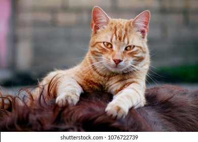 Red Irish Setter Dog And Orange Cat. Cats And Dogs.
