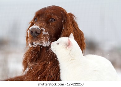 Red Irish Setter Dog And White Cat In Snow