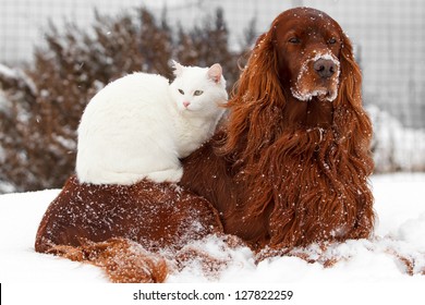 Red Irish Setter Dog And White Cat In Snow