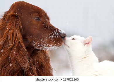 Red Irish Setter Dog And White Cat In Snow