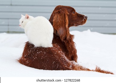 Red Irish Setter Dog And White Cat In Snow