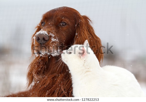 Chien Rouge Irlandais Et Chat Blanc Photo De Stock Modifier Maintenant