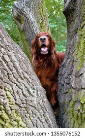 A Red Irish Setter Pursuit Of A Squirrel