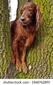 
The Red Irish Setter Tried To Catch Up With The Squirrel