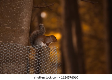 Red Irish Squirrel On A Tree