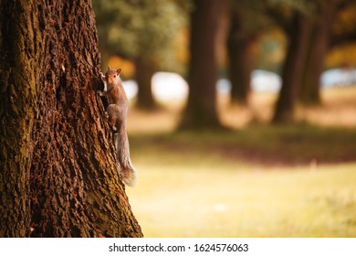 Red Irish Squirrel On A Tree