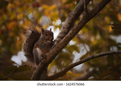 Red Irish Squirrel On A Tree