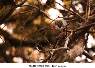 Red Irish Squirrel On A Tree