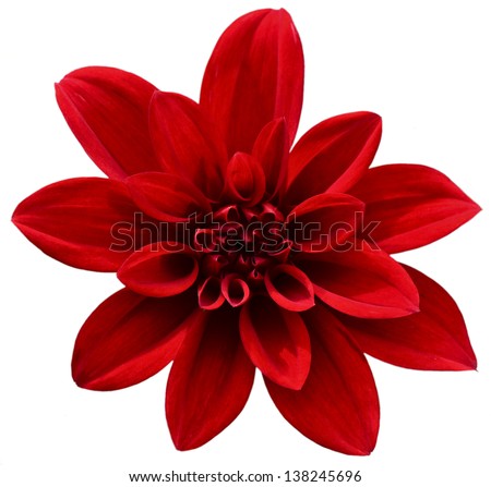 Red isolated flower