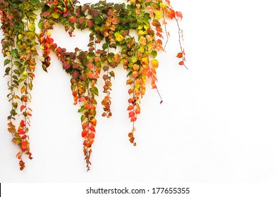 Red ivy creeper leaves on the white wall of a building  - Powered by Shutterstock