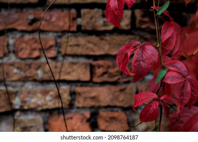 Red Ivy On A Brick Wall