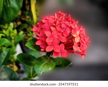 Red Ixora chinensis flowers close up with green leaves, commonly known as Chinese ixora.  - Powered by Shutterstock