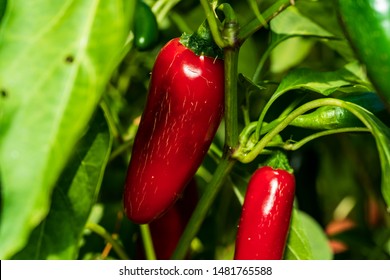 Red Jalapeno On A Jalapeno Plant