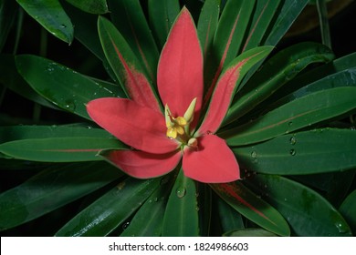 	
Red Jamaican Pointsettia Euphorbia Punicea	