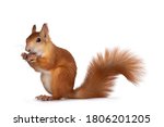 Red Japanese Lis squirrel, sitting side ways, holding a hazel nut in front paws and eating from it. Tail up. Isolated on white background.