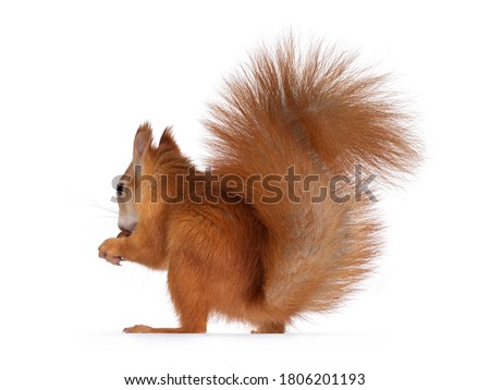 Red Japanese Lis squirrel, sitting side ways, holding a hazel nut in front paws and eating from it. Tail up in typical squirrel position. Isolated on white background.