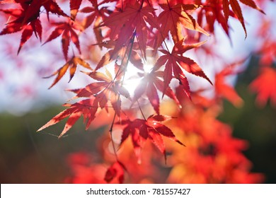 Red Japanese Maple Leaves Background Stock Photo (Edit Now) 781557427