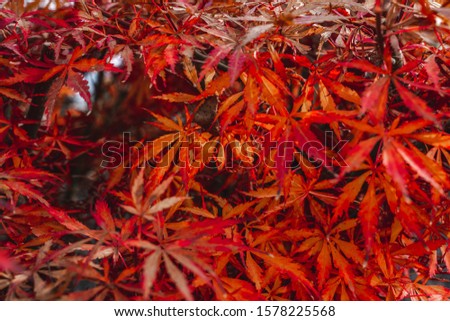 Red Japanese maple leaves lying on a black stone ground, Autumn postcard background