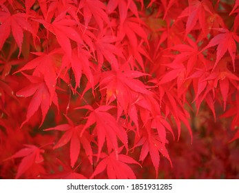 Red Japanese maple leaves (Tochigi, Japan)