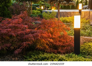 Red Japanese Maple Plant Illuminated by Bollard Outdoor Landscape Lights. Backyard Garden with Concrete Porch in the Background.