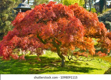 A Red Japanese Maple Tree In A Garden