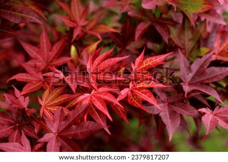 red japanese maple tree and maple leaves in autumn 
