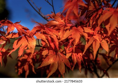 Red Japanese Momiji Maple Leaves Branch Stock Photo 2177845633 ...