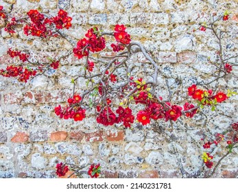 Red Japanese Quince on grey stone garden wall in Spring