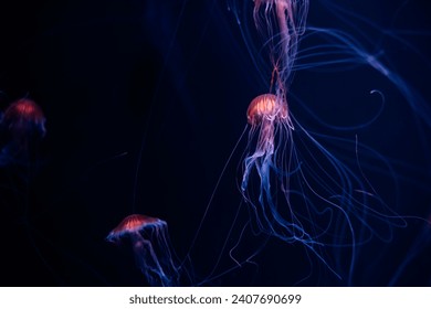 red jellyfish There was a little glow of orange, swimming, beautiful to the dark sea