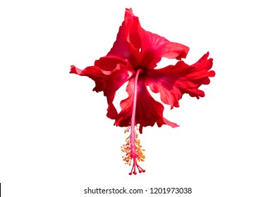 Red Joba Flower