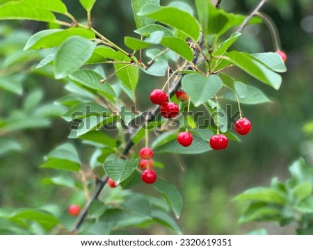 Image, Stock Photo Cherries (shortly before harvest)