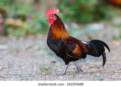 Red Junglefowl (Gallus Gallus)